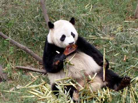 Pandas: Unvegan Heroes – The Unvegan