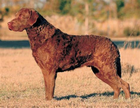 Chesapeake Bay Retriever-Puppies and Dogs for Sale – Jelena Dogshows