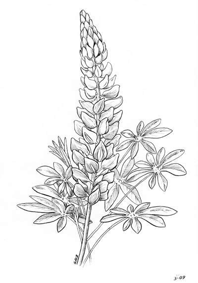 Chaconia Flower Colouring Pages Sketch Coloring Page