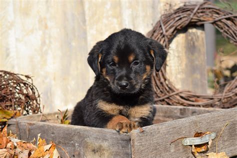 German Shepherd Rottweiler Mix Puppy For Sale Millersburg Ohio Sam Mal ...