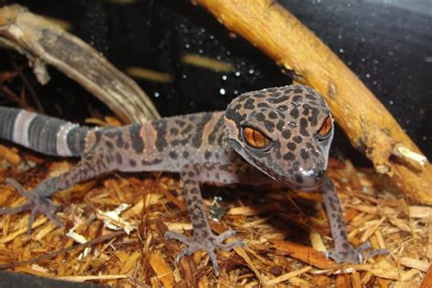 Native Habitat of the Leopard Gecko & Setting up a Natural Enclosure | HubPages