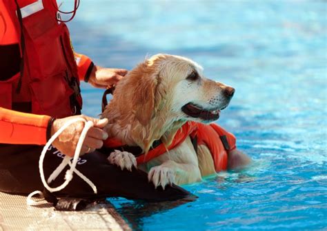 The Benefits of Canine Hydrotherapy : Love My Dog Blog