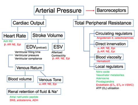 Cardio: Dr. Jones Control of Cardiac Output and Arterial Pressure ...