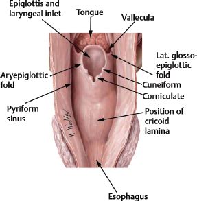 Laryngeal Anatomy | Ento Key