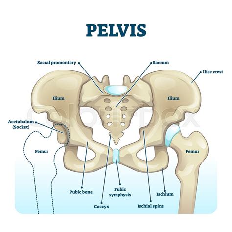 Pelvis anatomical skeleton structure. ... | Stock vector | Colourbox