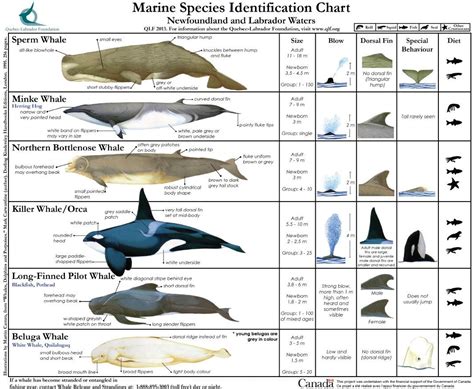 Whale Species Chart