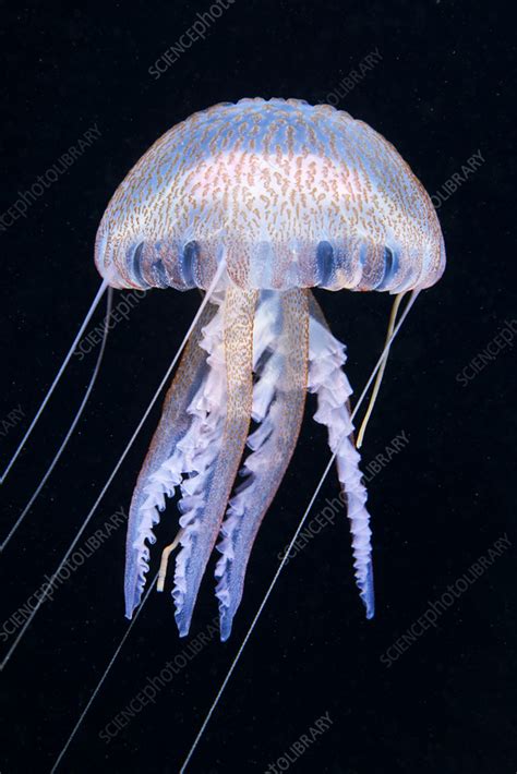 Mauve stinger jellyfish - Stock Image - C055/9108 - Science Photo Library