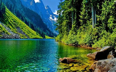 Nature-Landscape-clear mountain river-stone-pine forest and mountainous ...