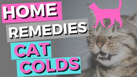 Cat Colds Home Remedies | Sneezing Cats! - YouTube