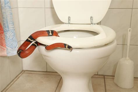 The No. 1 Way to Keep Snakes From Getting in Through Your Toilet