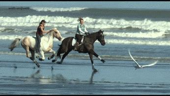 galop a cheval sur la plage mer ocean Image, GIF animé