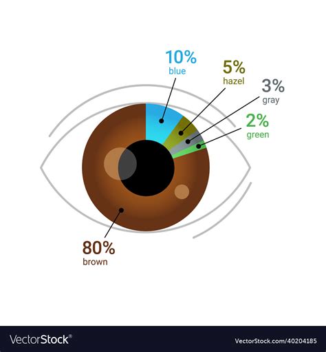 Eye color percentage across the globe human Vector Image