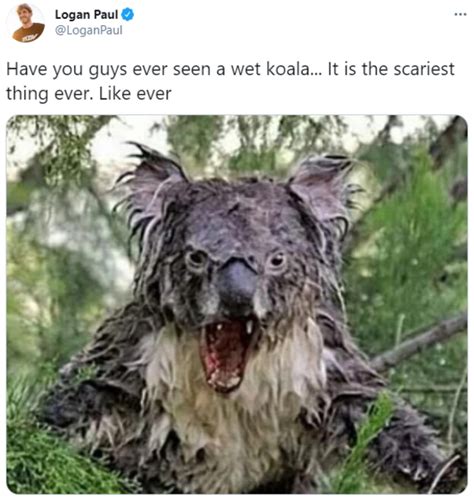 Have you guys ever seen a wet koala... It is the scariest thing ever. Like ever | Wet Koala ...