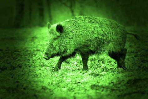 How To Choose A Night Vision Scope For Hog Hunting | The Weapon Blog