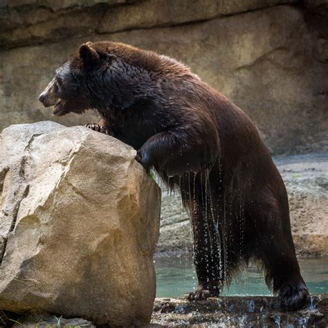 Bears Move into New Beautiful Habitat - The Houston Zoo