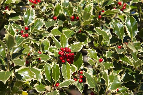 How to Grow and Care for Holly Bush