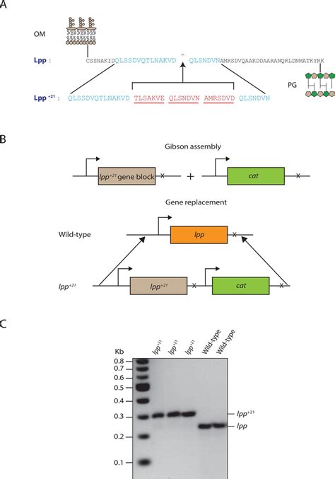 Figures and data in Adaptation of the periplasm to maintain spatial ...