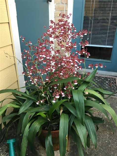 Giant Sherry Baby orchid in full bloom. Hundreds of flowers will bloom on this one! : r/orchids