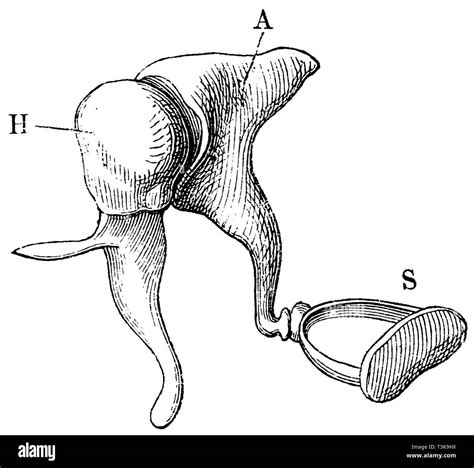 Auditory ossicles Black and White Stock Photos & Images - Alamy