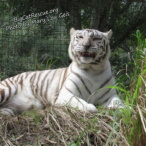 Zabu Tiger says, "THANK YOU to the 623 people who stepped in the past 5 ...