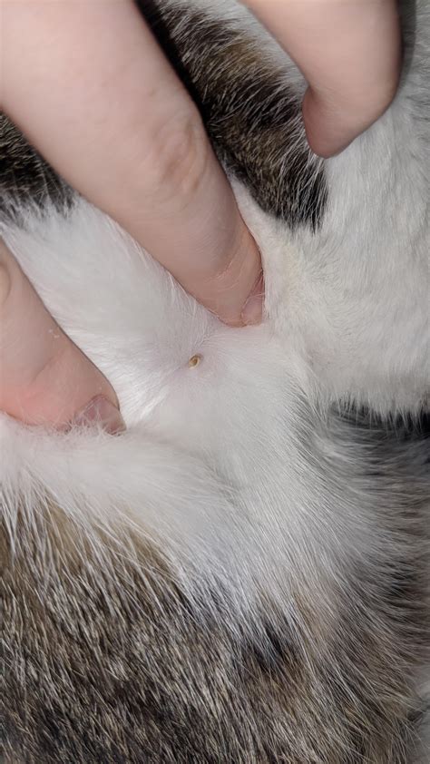I found a tiny scab on my cat but what is it? It's been there for awhile now but it's not ...