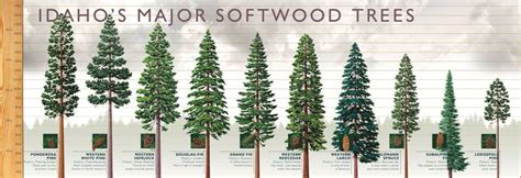 Softwood Trees