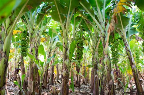 banana farming in kenya Archives - Oxfarm