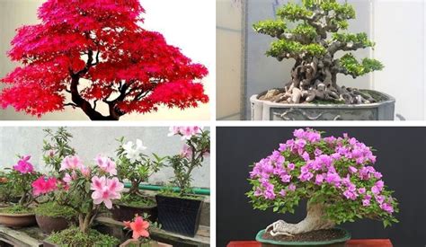 Top 20 cây cảnh bonsai đẹp nhất Việt Nam, cực hợp phong thủy