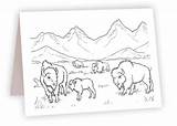 Bison Herd  Coloring NC – National Museum Of Wildlife Art sketch template