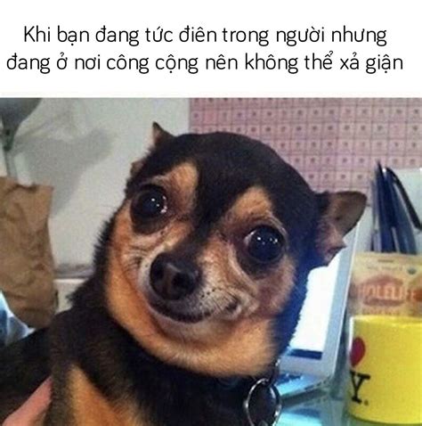 999+ ảnh meme chó hài hước, meme chó cute (Phần #1)