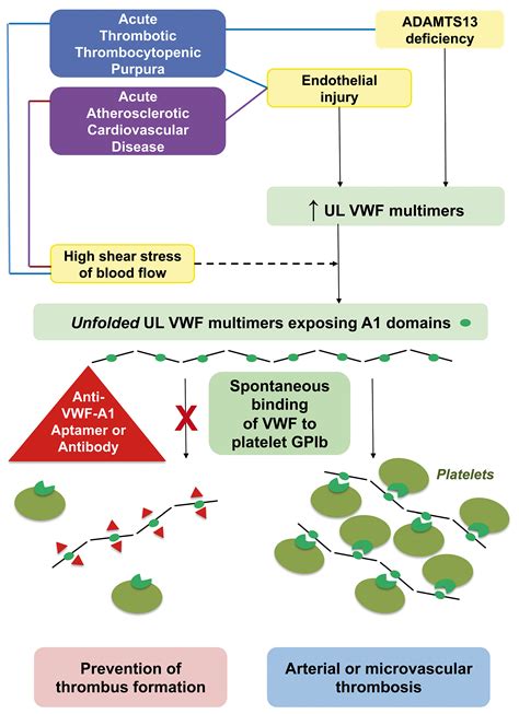 A new drug for an old concept: aptamer to von Willebrand factor for prevention of arterial and ...