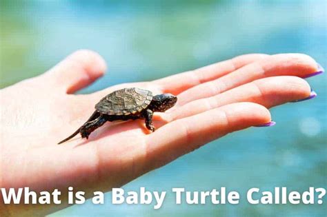 What is a Baby Turtle Called? [Newborn Name & Facts]