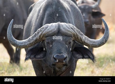 Buffalo Horns High Resolution Stock Photography and Images - Alamy