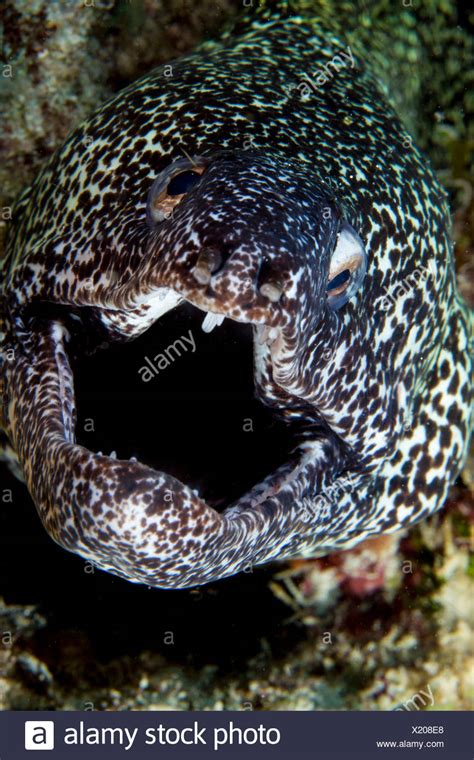 Moray Eel Teeth Stock Photos & Moray Eel Teeth Stock Images - Alamy