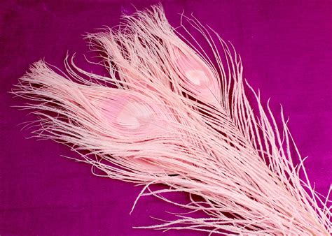 Baby Pink Peacock Feathers. 5 Dyed Solid Color Bird - Etsy