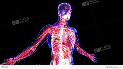 Anatomy Of The Human Body Stock Animation | 1591306