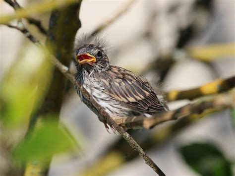 House Sparrow Nesting (Behavior, Eggs + Location) | Birdfact