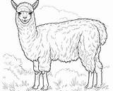 Alpaca Coloring Pages Cute Llama Drawing Printable Lama Llamacorn Color  sketch template