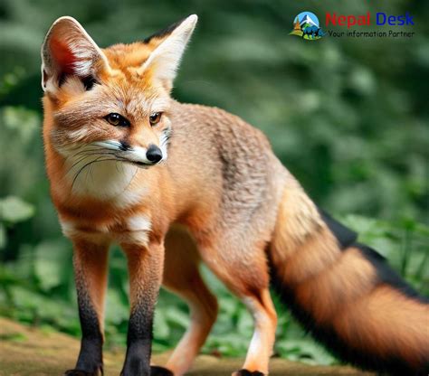 Overview of the Bengal Fox (Vulpes bengalensis) in Nepal | Nepal Desk