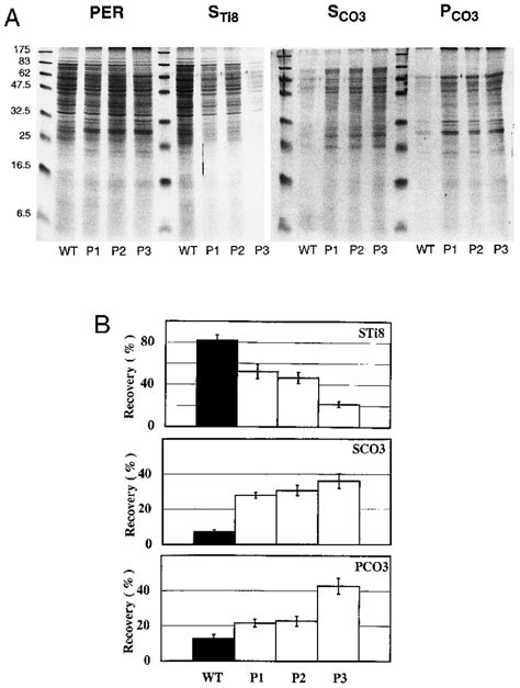 The spectra and relative distributions of peroxisomal matrix and ...