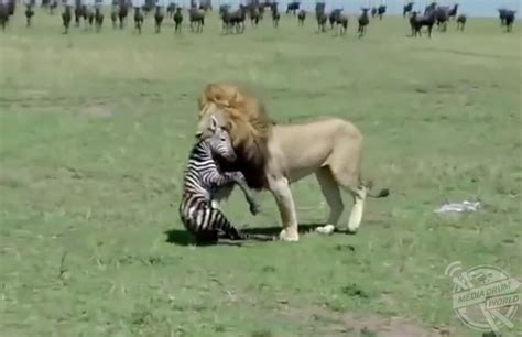 The Brutal Moment An Adult Lion Killed A New-Born Zebra Caught On ...