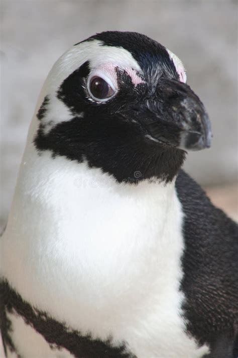 Close-up Penguin stock image. Image of stripe, eyes, wings - 8488613