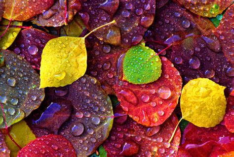 Make Paper Chromatography With Leaves