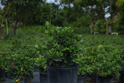 Green Island Ficus (Ficus microcarpa ‘Dwarf Green Island’) – Citywide ...