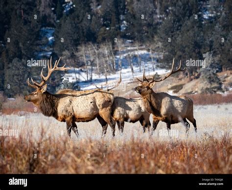 Bull Elk Herd in Rocky Mountain National Park Stock Photo - Alamy