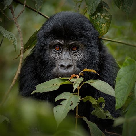 Mountain Gorilla - Vanishing Treasures