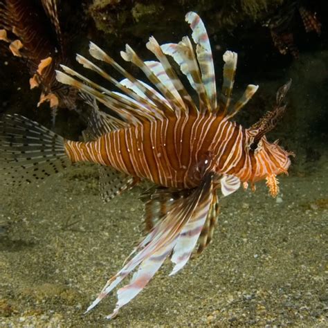 Red lionfish - Facts, Diet, Habitat & Pictures on Animalia.bio