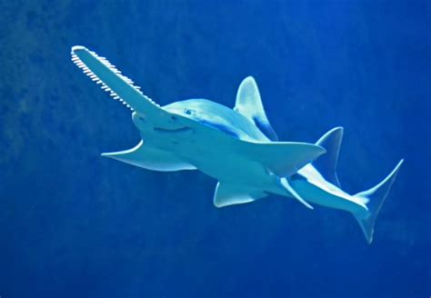 Bizarre Looking Sawfish IN CRITICAL Danger: Can They Still be Saved? | Nature World News