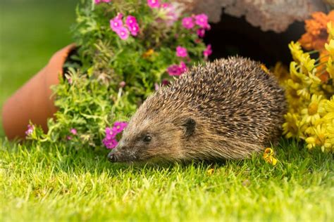 Hedgehog, Wild, Native, European Hedgehog, Facing Left in Natural ...