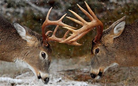 43+ Whitetail Deer Wallpaper Screensaver